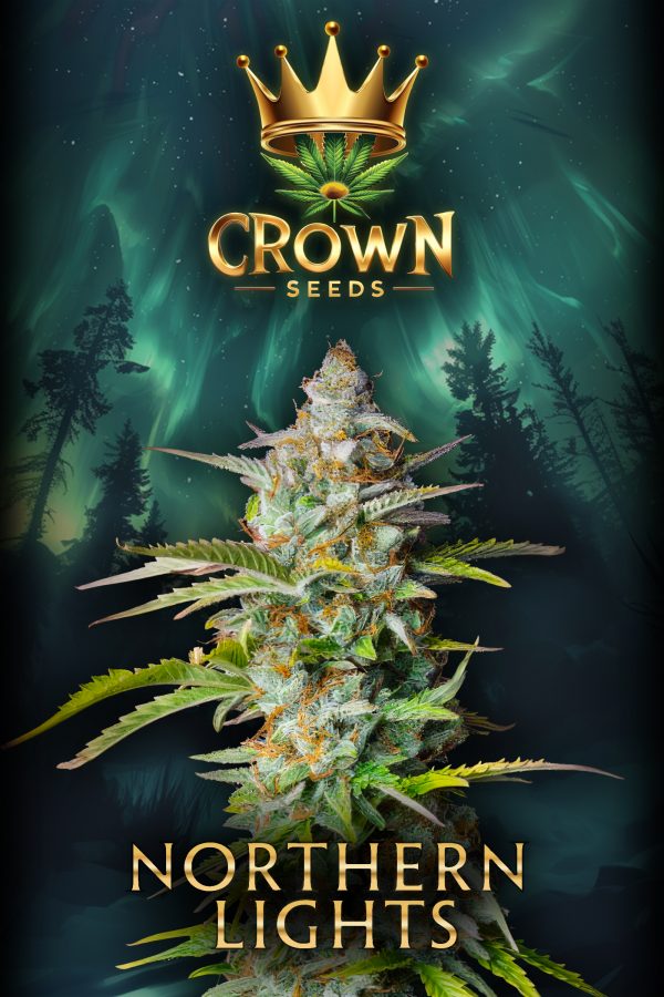 Crown Nothern Light Autoflowering - 3 Samen -