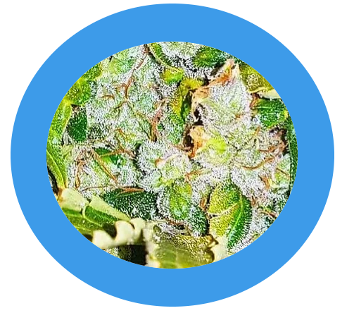 Hempodia White Widow Autoflowering - 3 Samen - 