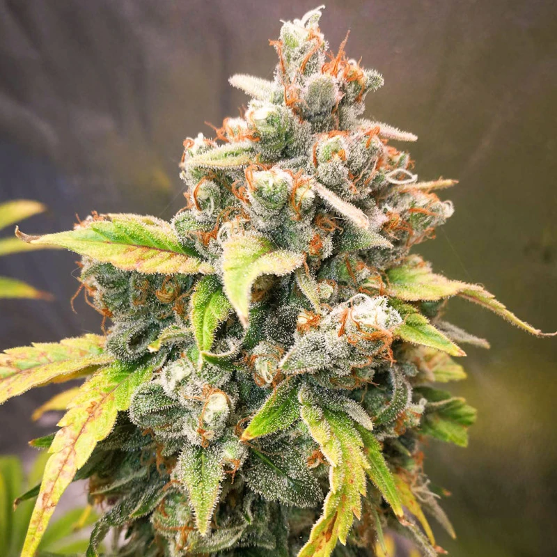 Bunte Blüte THC Cannabissamen "Sour Tangie" Auto Flowering, 3 Samen