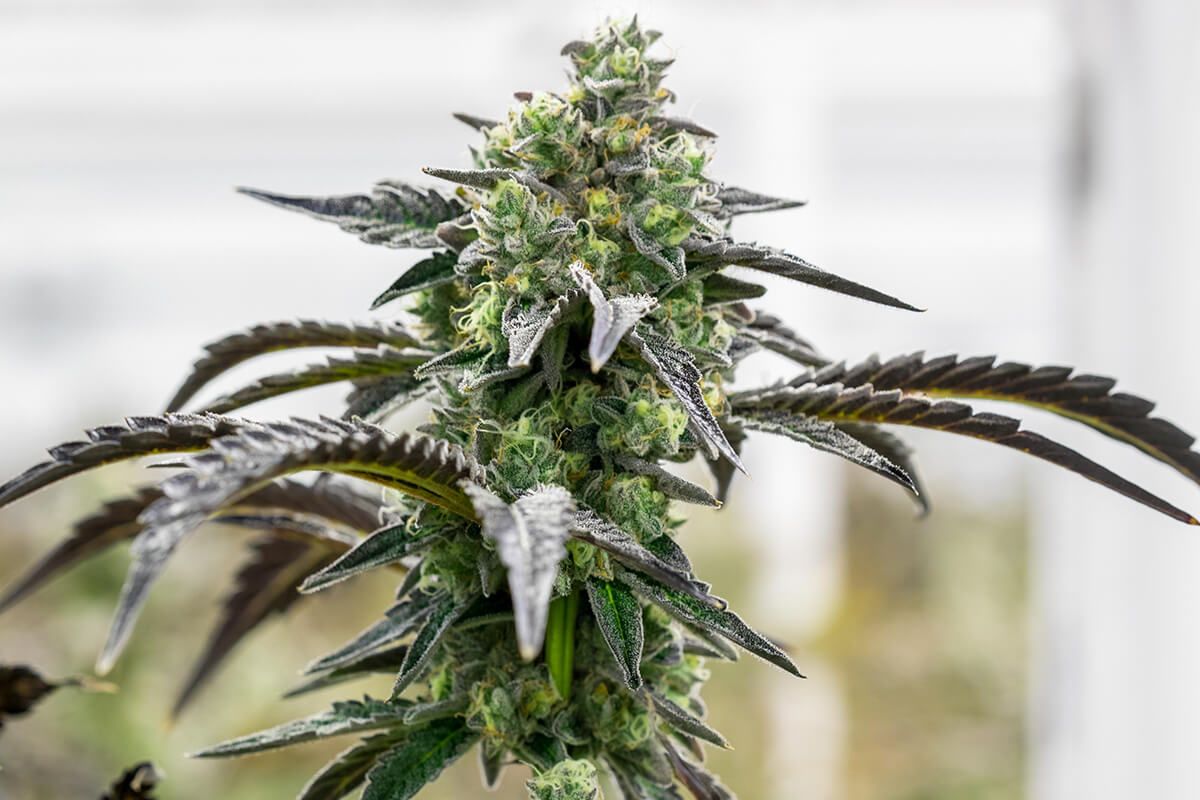 Bunte Blüte THC Cannabissamen "Ice Cream Cake" Auto Flowering, 3 Samen