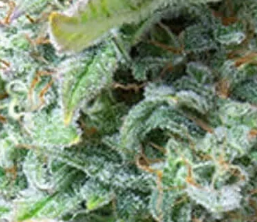 RQS Quick One Autoflowering - 3 Samen - 
