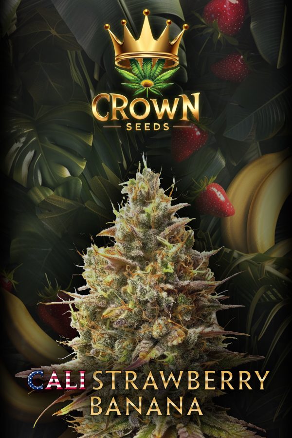 Crown Strawberry Banana feminisiert - 3 Samen - 