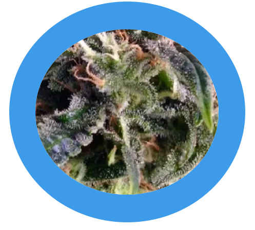 Hempodia Nothern Lights Autoflowering - 3 Samen - 