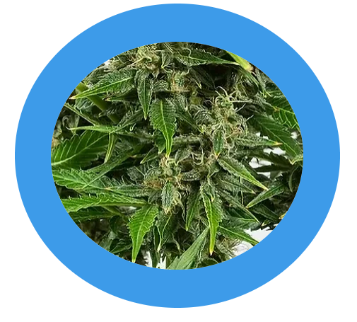 Hempodia Critical+ Autoflowering - 3 Samen - 
