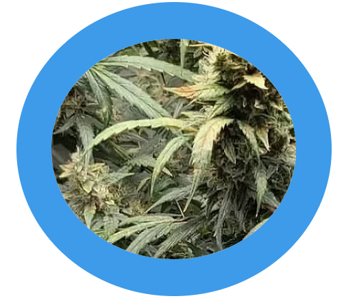 Hempodia Amnesia Haze Autoflowering - 3 Samen -