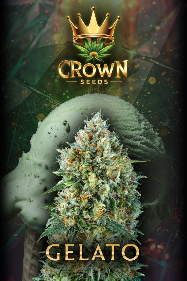 Crown Gelato autoflowering - 3 Samen -